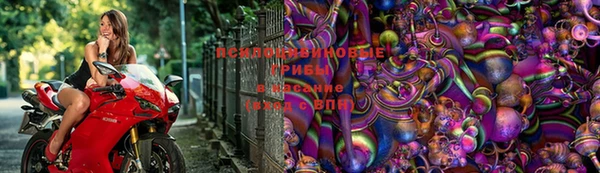 стаф Дмитровск